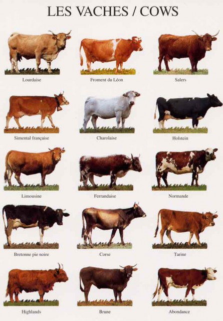 vaches.jpg (41.64 Kio) Vu 9718 fois différents design de vaches